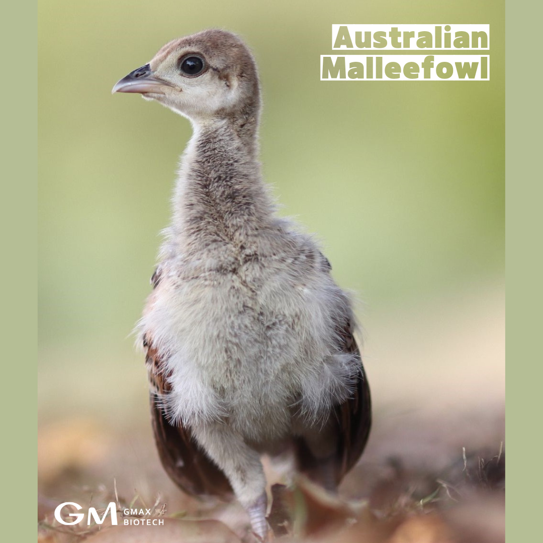 Australian Malleefowl