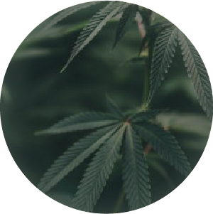 大麻籽油