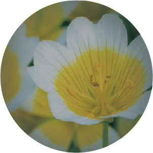 白芒花籽油