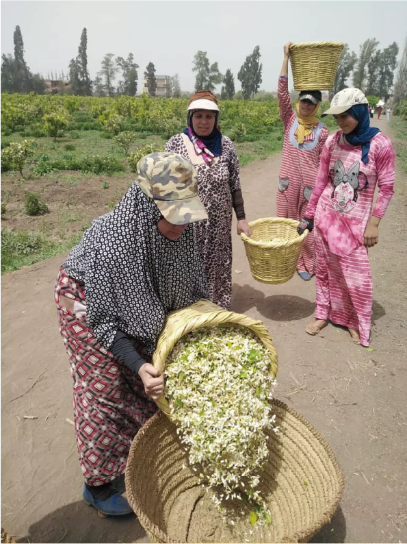 茉莉花農場4